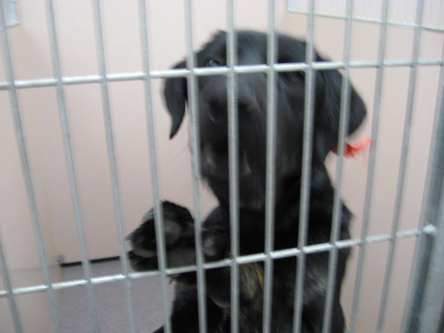 Other Photos of thie Dog