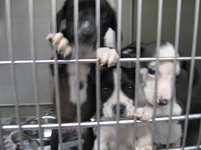Other Photos of thie Dog