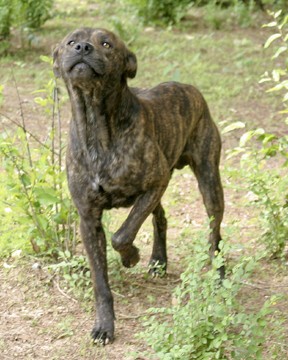 Other Photos of thie Dog