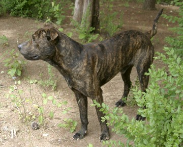 Other Photos of thie Dog