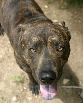 Other Photos of thie Dog