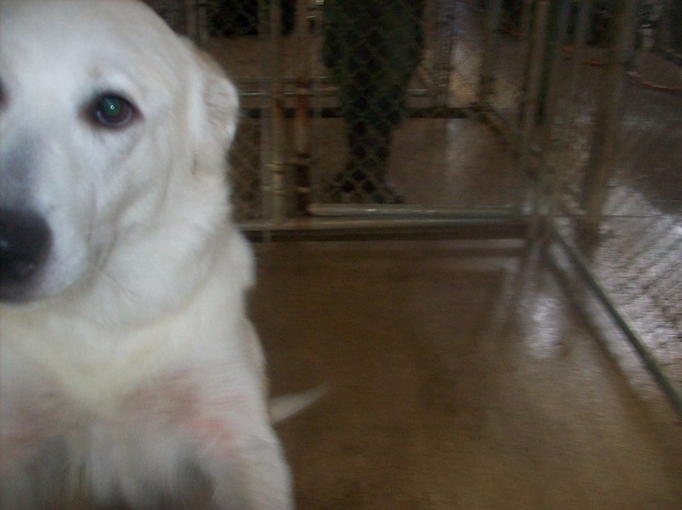 Other Photos of thie Dog