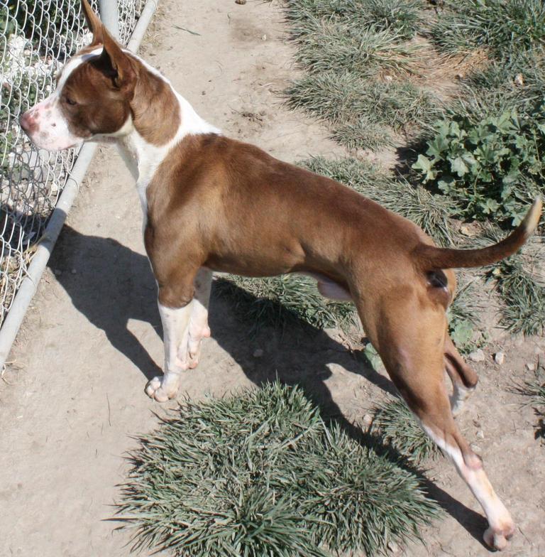 Other Photos of thie Dog