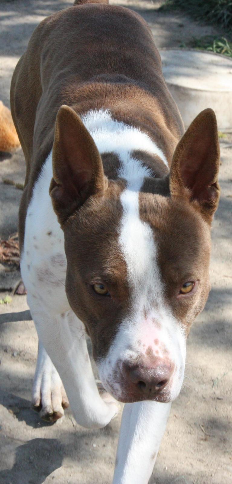 Other Photos of thie Dog