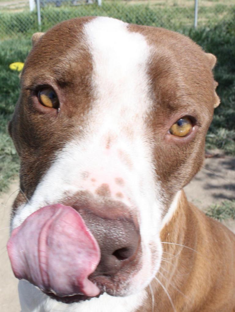 Other Photos of thie Dog