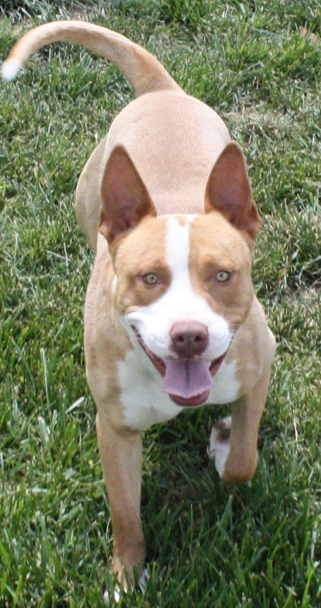 Other Photos of thie Dog