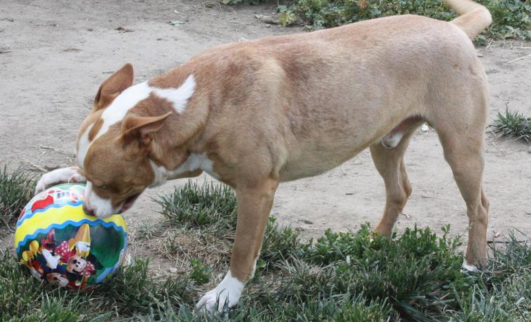 Other Photos of thie Dog