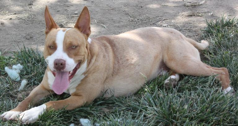 Other Photos of thie Dog