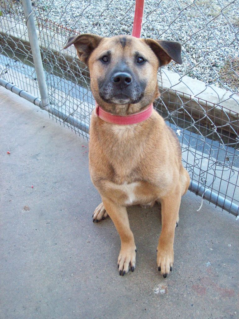 Other Photos of thie Dog