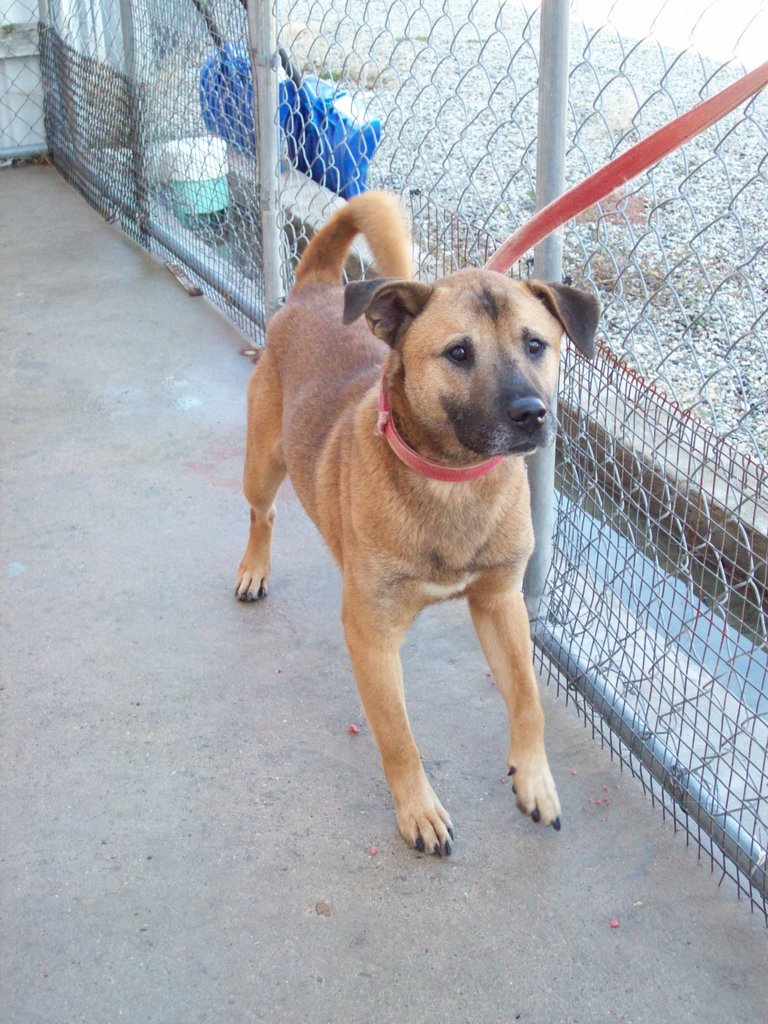 Other Photos of thie Dog