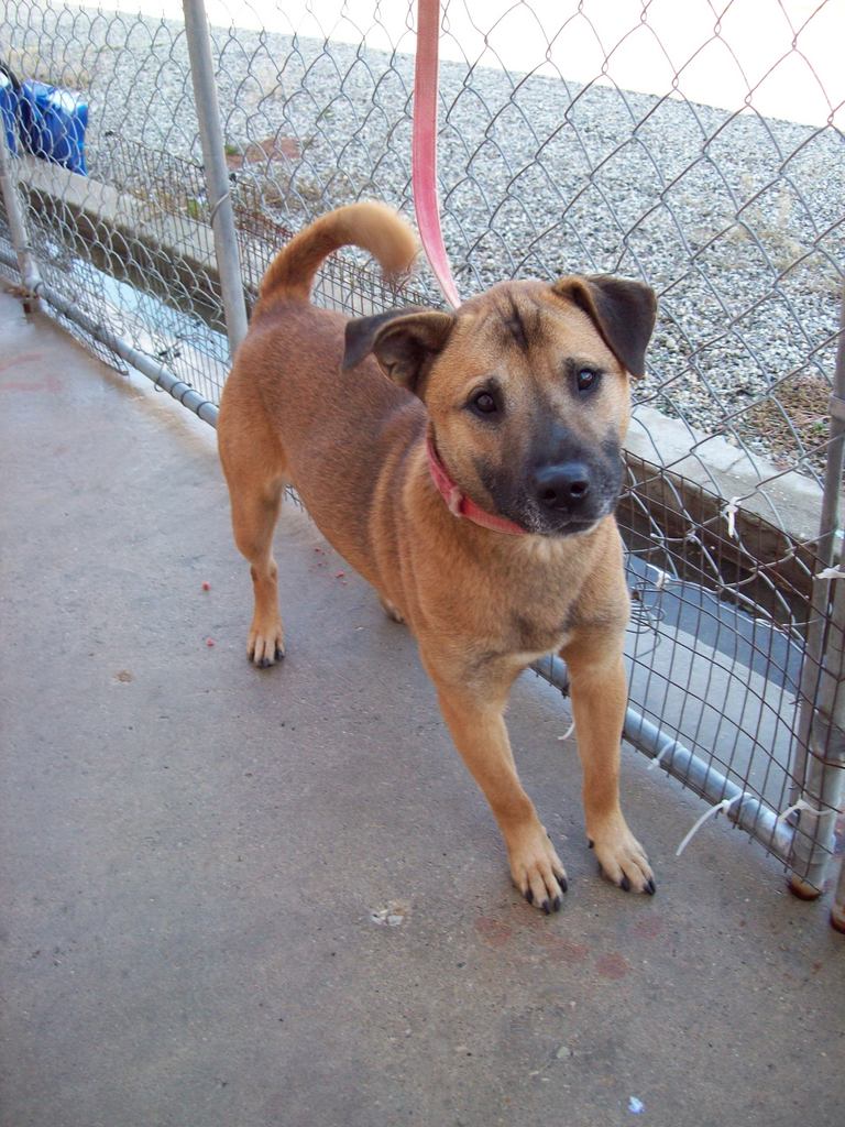 Other Photos of thie Dog