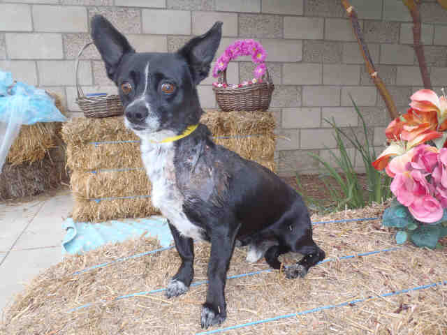 Main Photo of this Dog