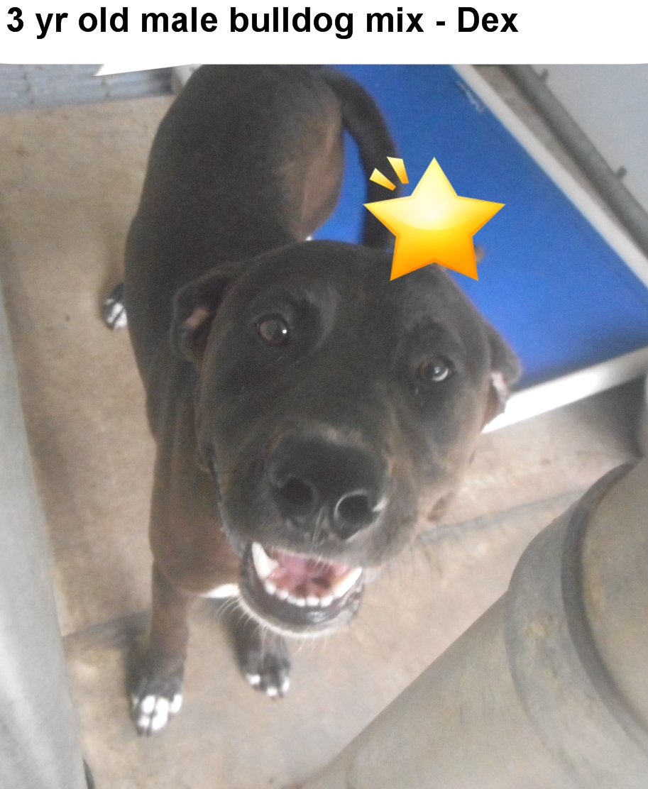 Other Photos of thie Dog