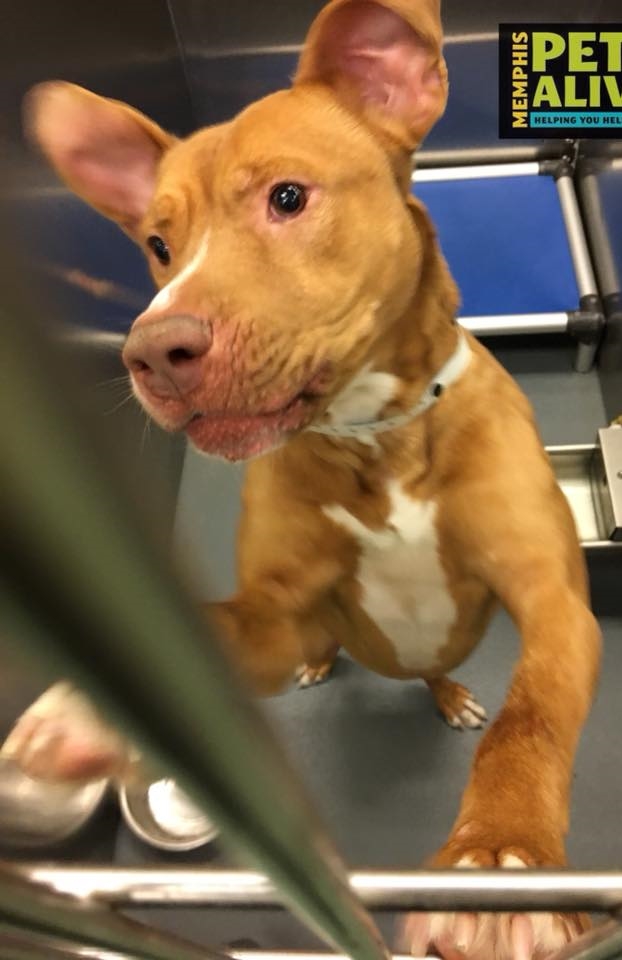 Other Photos of thie Dog