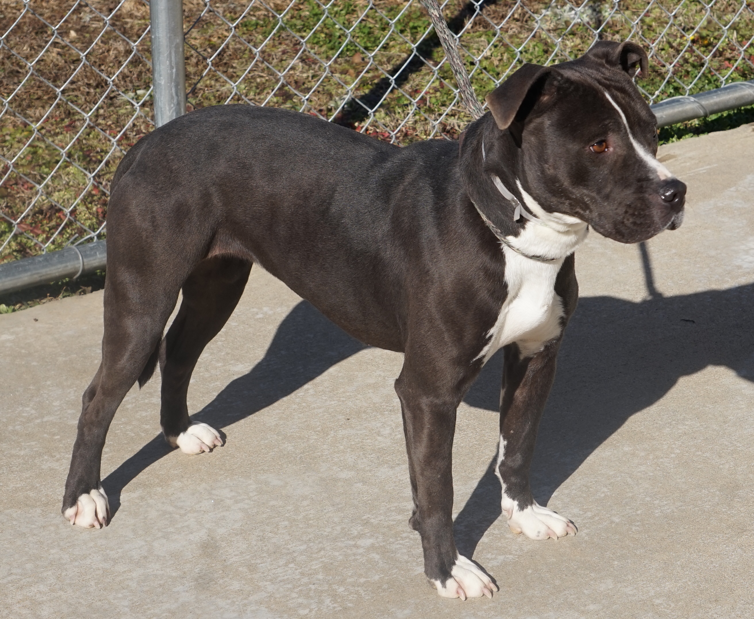 Other Photos of thie Dog