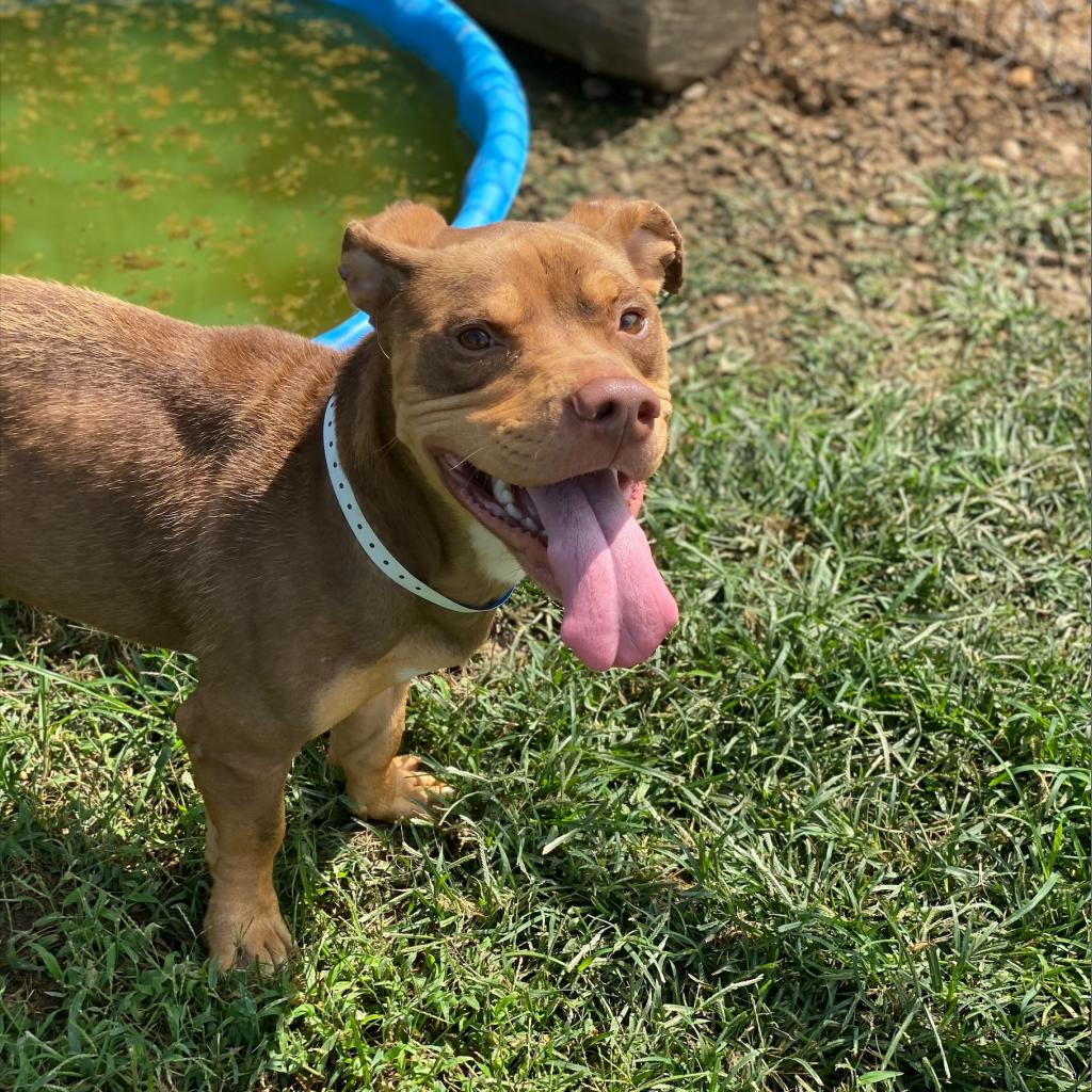 Other Photos of thie Dog