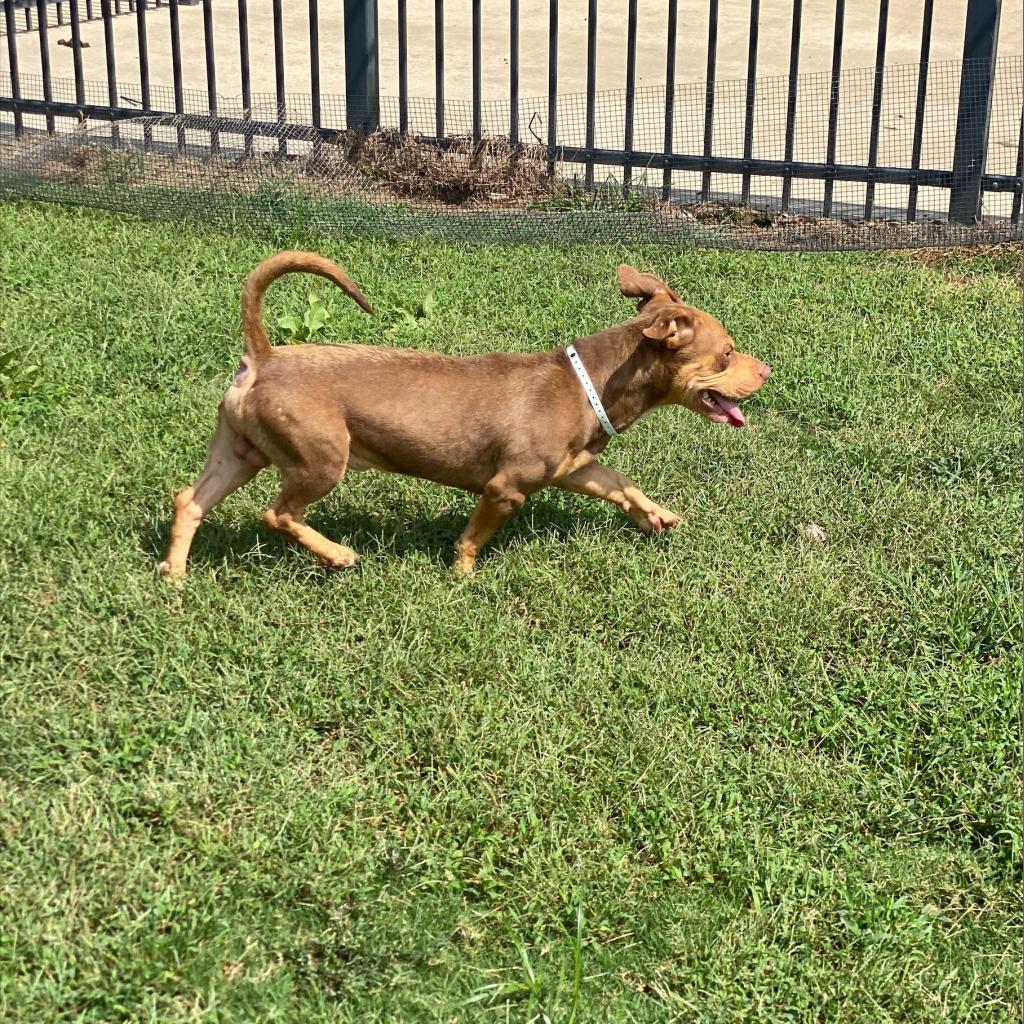 Other Photos of thie Dog