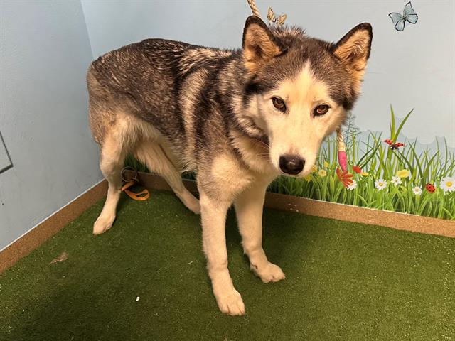 Main Photo of this Dog