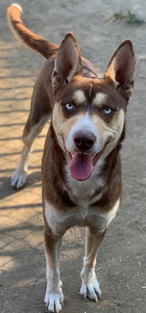 Main Photo of this Dog