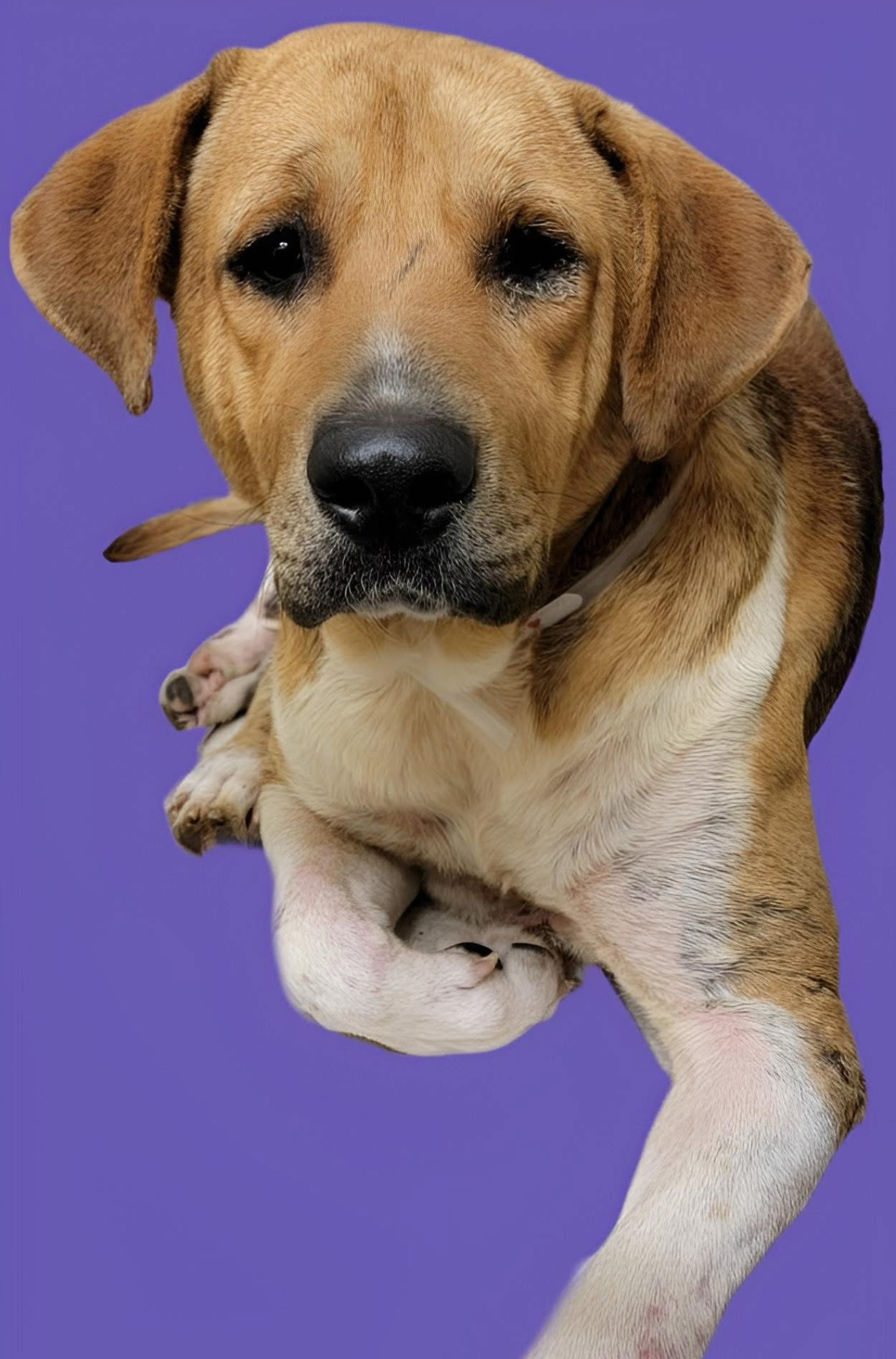 Other Photos of thie Dog