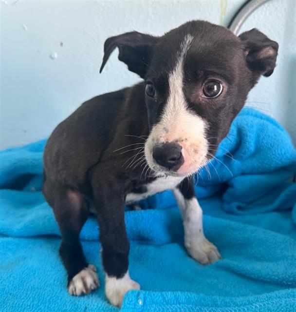 Main Photo of this Dog