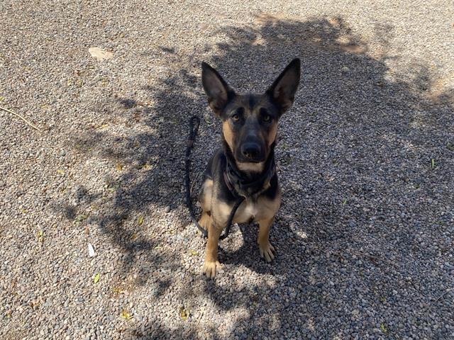 Main Photo of this Dog