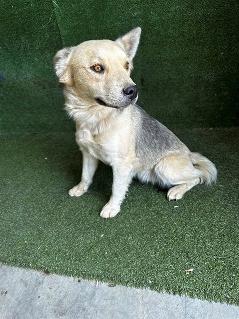 Main Photo of this Dog