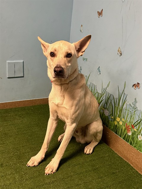 Fish, a German Shepherd, available for adoption