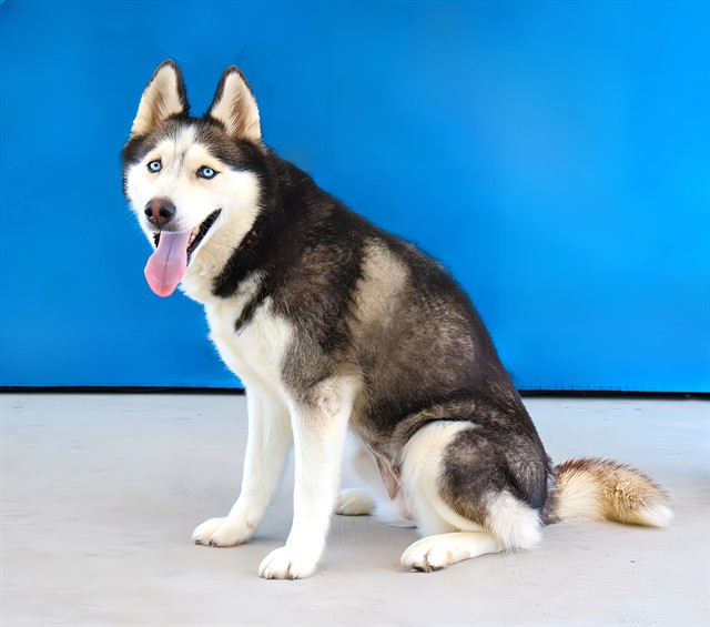 Adoptable pet photo