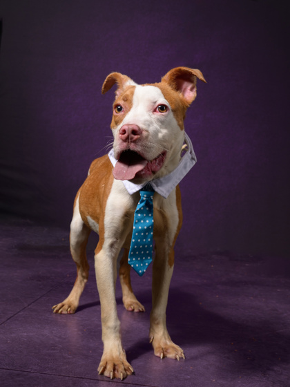 Tosino, a Terrier, available for adoption
