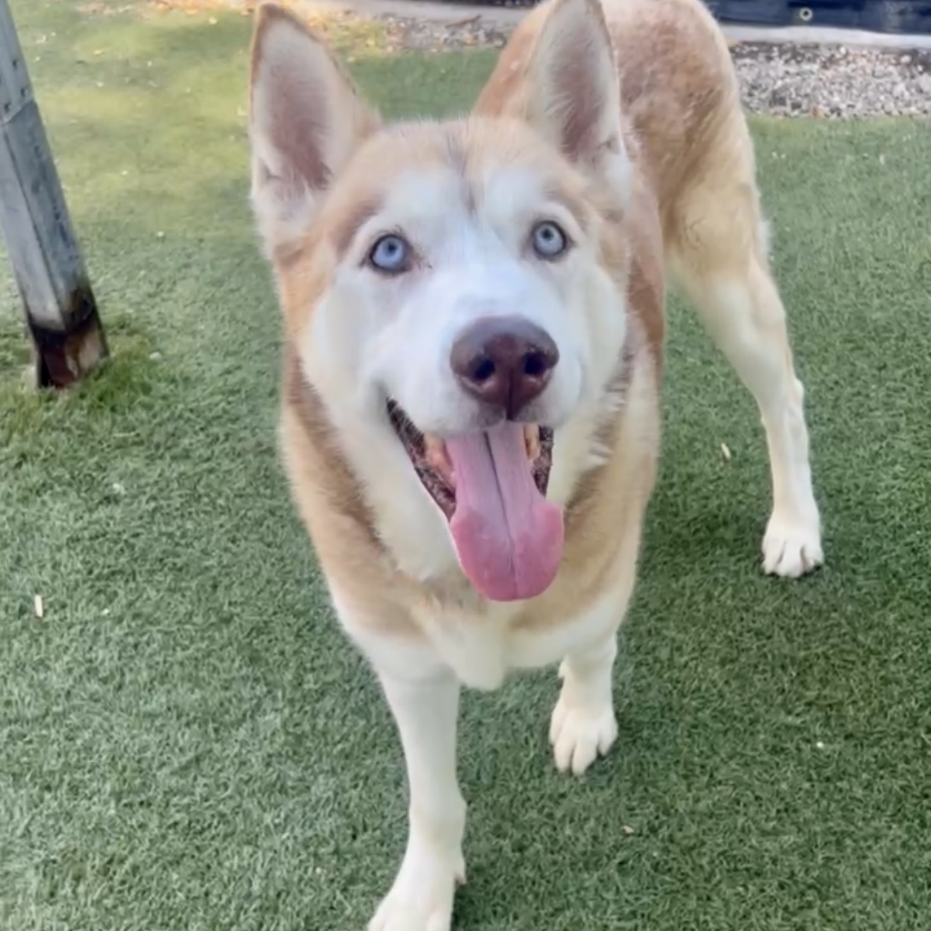 Koda, a Siberian Husky, available for adoption