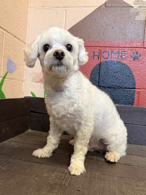 Mocha, a Maltese, available for adoption