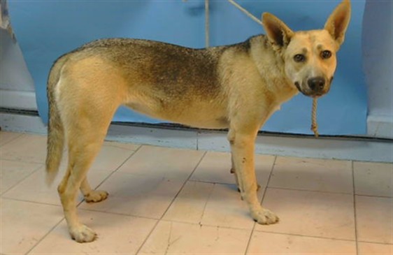 A5790507, a German Shepherd, available for adoption