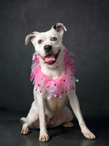 Olga, a Terrier, available for adoption