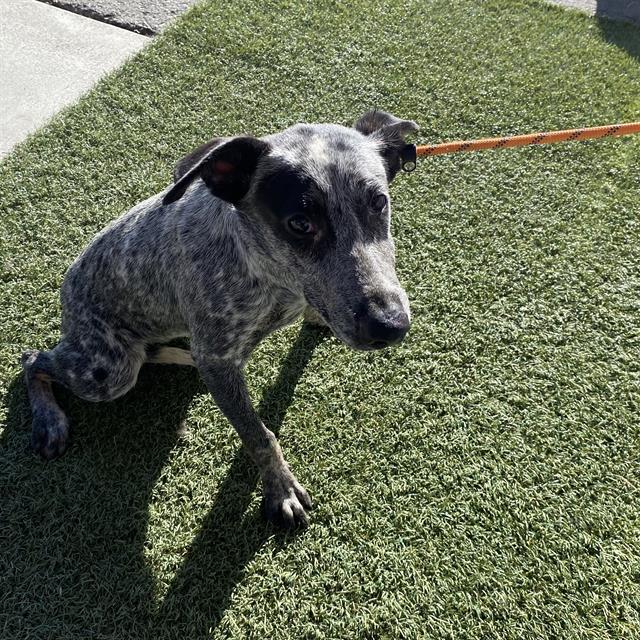 Tessa, a Australian Cattle Dog/Blue Heeler, available for adoption