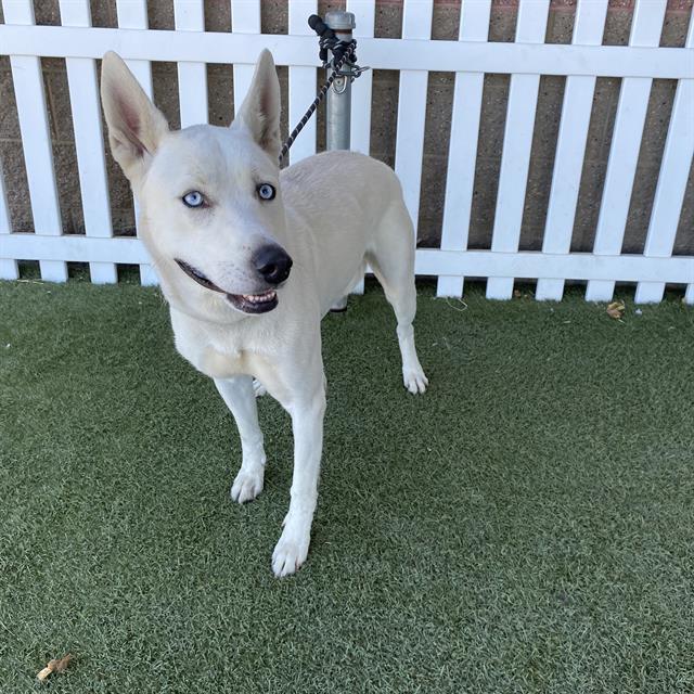 Charles, a Siberian Husky, available for adoption