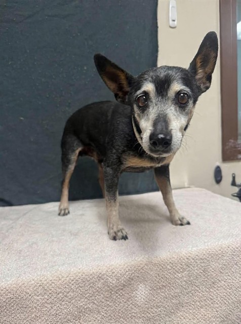 A5790393, a Chihuahua, available for adoption