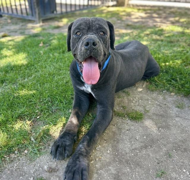 King, a Cane Corso Mastiff, available for adoption
