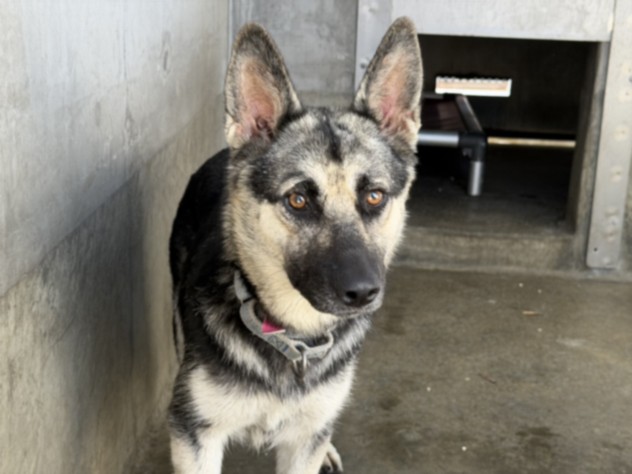 Ely, a Shepherd (mix breed), available for adoption