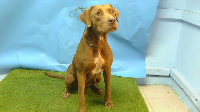 A5792006, a Labrador Retriever, available for adoption