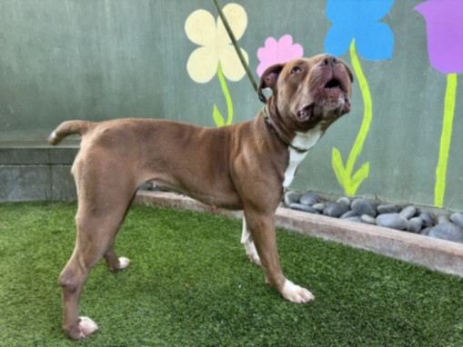 Chrissy, a Pit Bull Terrier, available for adoption