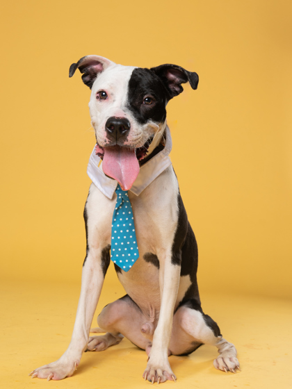 Anderson, a American Staffordshire Terrier, available for adoption