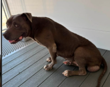 A596171, a Pit Bull Terrier, available for adoption