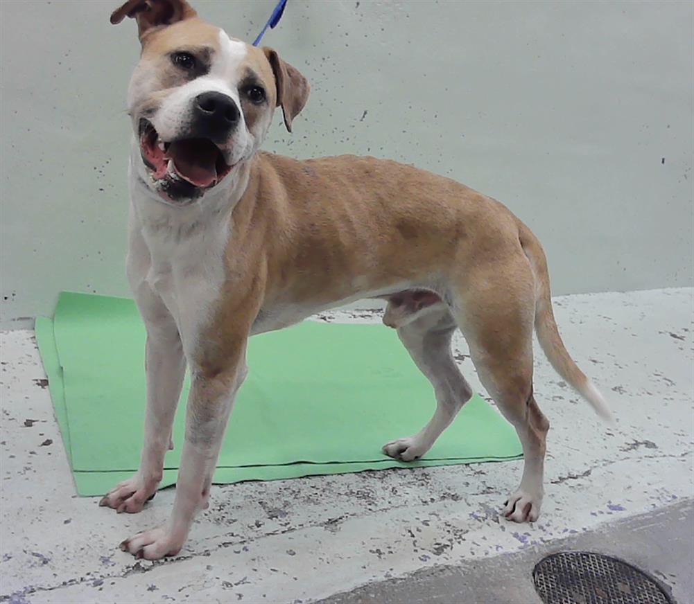 Other Photos of thie Dog