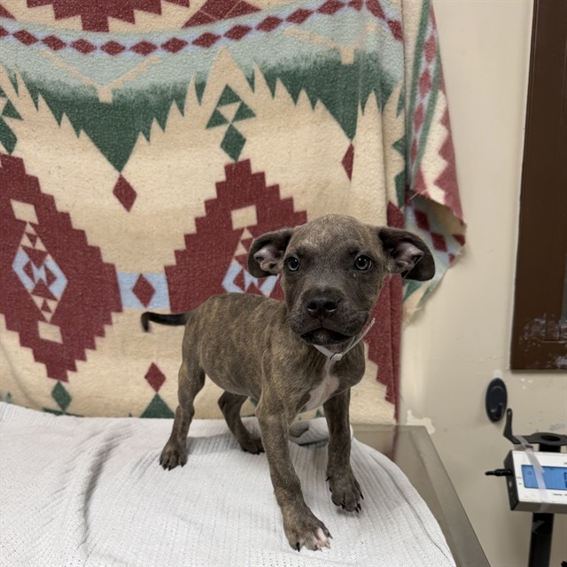 Gustav, a Pit Bull Terrier, available for adoption
