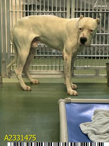 Rhino, a Labrador Retriever, available for adoption