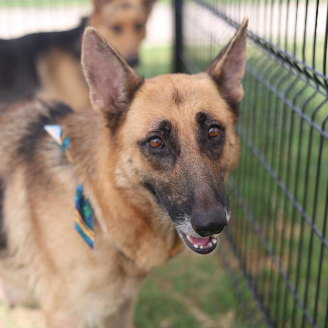 Sarrah, a Shepherd (mix breed), available for adoption