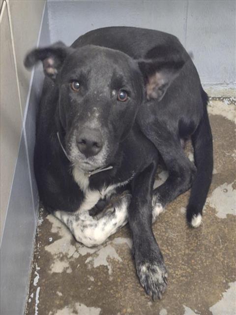 Juno, a Terrier (mix breed), available for adoption