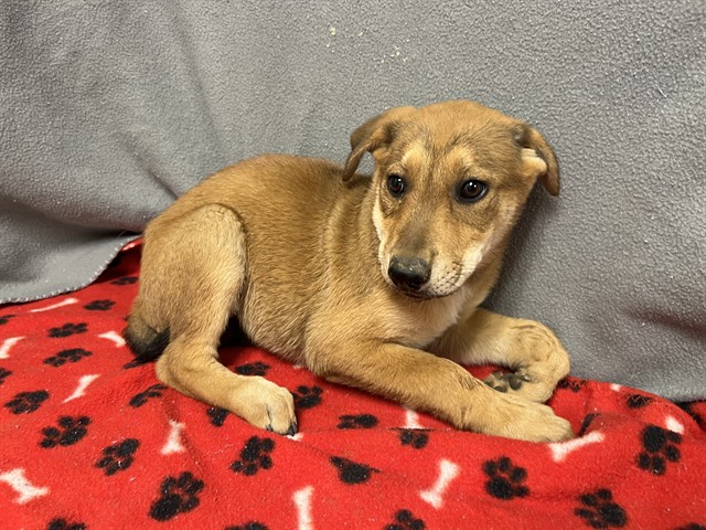 Buttercup, a German Shepherd, available for adoption