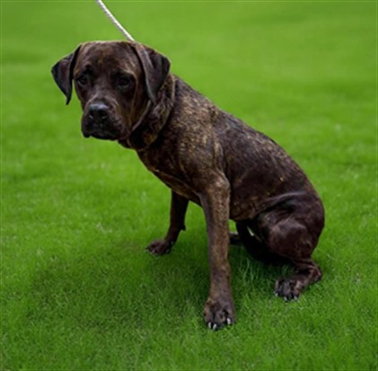 Summer, a Labrador Retriever, available for adoption